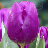 Hectarul - Bulbi de lalea Purple Prince, 5 bulbi